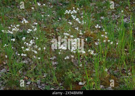 Knöllchen-Steinbrech, Knöllchensteinbrech, Körner-Steinbrech, Körnchen-Steinbrech, Körnersteinbrech Körnchensteinbrech, Saxifraga granulata, prato s Foto Stock
