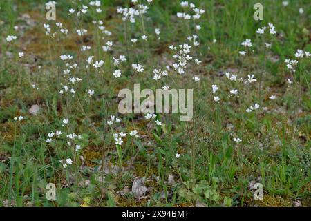 Knöllchen-Steinbrech, Knöllchensteinbrech, Körner-Steinbrech, Körnchen-Steinbrech, Körnersteinbrech Körnchensteinbrech, Saxifraga granulata, prato s Foto Stock