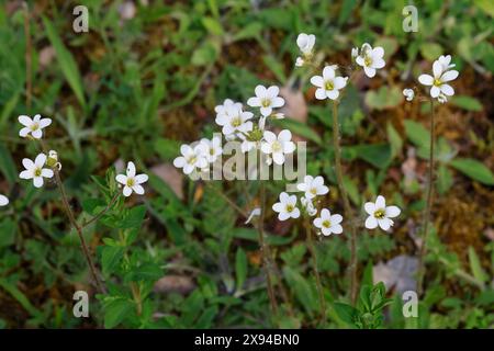 Knöllchen-Steinbrech, Knöllchensteinbrech, Körner-Steinbrech, Körnchen-Steinbrech, Körnersteinbrech Körnchensteinbrech, Saxifraga granulata, prato s Foto Stock
