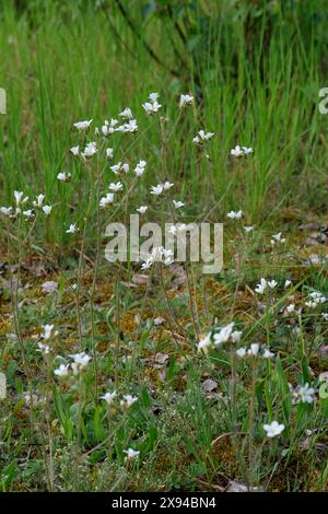Knöllchen-Steinbrech, Knöllchensteinbrech, Körner-Steinbrech, Körnchen-Steinbrech, Körnersteinbrech Körnchensteinbrech, Saxifraga granulata, prato s Foto Stock