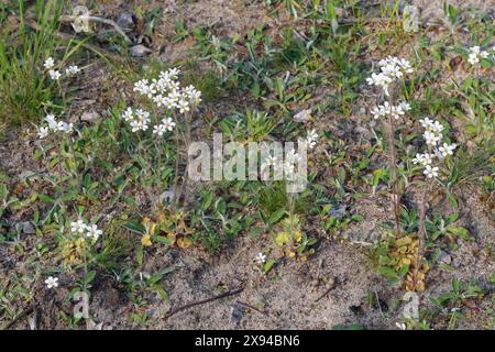 Knöllchen-Steinbrech, Knöllchensteinbrech, Körner-Steinbrech, Körnchen-Steinbrech, Körnersteinbrech Körnchensteinbrech, Saxifraga granulata, prato s Foto Stock
