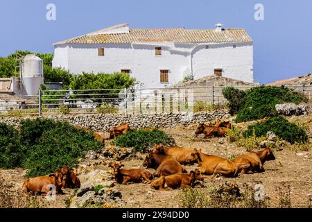 Mucche di fronte all'azienda - formaggio denominazione di origine Mahon artesano- finca Binigarba, Ciutadella, Minorca, Isole Baleari, Spagna Foto Stock