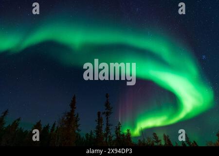 Aurora verde e abeti sagomati. Yellowknife, territori del Nord-Ovest, Canada. Foto vere. Foto Stock