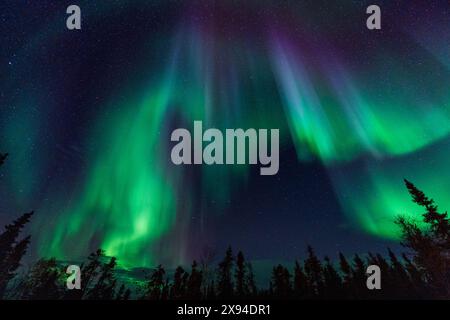 Aurora verde e abeti sagomati. Yellowknife, territori del Nord-Ovest, Canada. Foto vere. Foto Stock