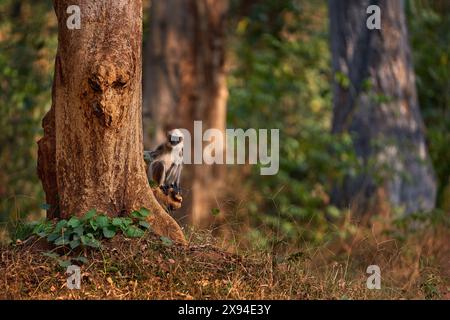 Malabar Sacro langur, Semnopithecus hypoleucos, scimmia grigia nell'habitat naturale. Langur nella foresta secca, luce serale tra gli alberi, Kabibi Nagarhole Foto Stock