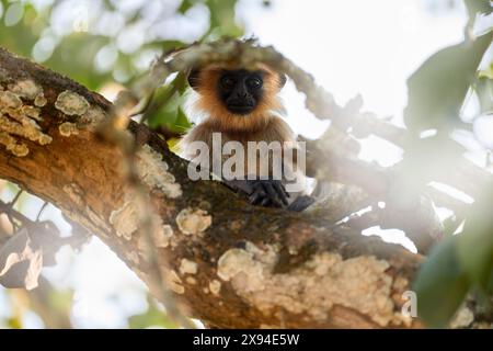 Malabar Sacro langur, Semnopithecus hypoleucos, scimmia grigia nell'habitat naturale. Langur nella foresta secca, luce serale tra gli alberi, Kabibi Nagarhole Foto Stock