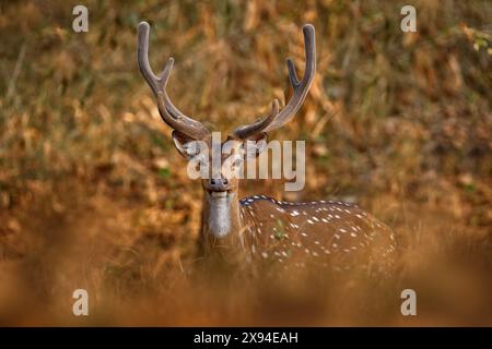 Cervi macchiati sull'asse nella foresta. Cervi nell'habitat naturale, Kabini Nagarhole NP in India. Branco di animali vicino allo stagno. Natura selvaggia. Testa p Foto Stock