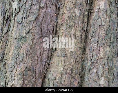 gran parte della corteccia su un vecchio castagno grasso Foto Stock