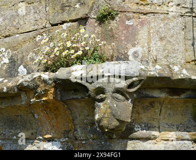 Gargoyle scolpito su un muro di pietra con margherite che crescono sopra. Foto Stock