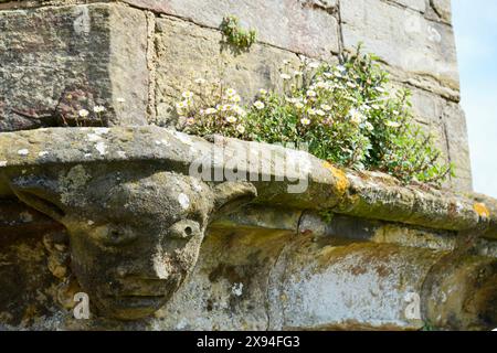 Gargoyle scolpito su un muro di pietra con margherite che crescono sopra. Foto Stock