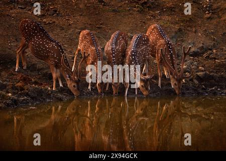 I cervi macchiati sull'asse bevono acqua nella fossa della foresta. Cervi nell'habitat naturale, Kabini Nagarhole NP in India. Branco di animali vicino allo stagno Foto Stock