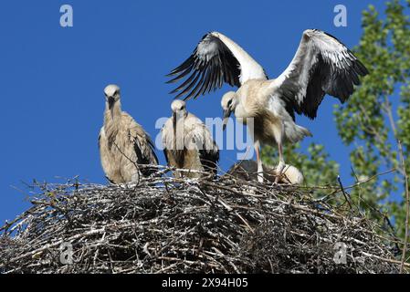 Soria, Spagna. 29 maggio 2024. Una cicogna bianca ha visto cercare di volare nel suo nido a Soria, nel nord della Spagna. La popolazione di cicogne bianche è in declino nella provincia spagnola di Soria. Questo declino, che colpisce principalmente gli uccelli che nidificano nelle zone rurali, è dovuto alla diminuzione di pascoli, zone umide e praterie, habitat che favorivano l'allevamento di questa specie. Credito: SOPA Images Limited/Alamy Live News Foto Stock