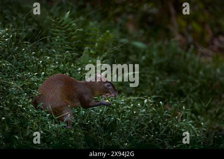 Fauna selvatica della Costa Rica. Agouti in natura. Dettaglio ritratto della testa di agouti. Agouti neri, Dasyprocta fuliginosa, Sumaco, Ecuador. Un animale carino in natura Foto Stock