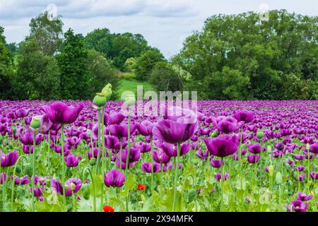 Il papavero viola fiorisce in un campo. Papaver somniferum Foto Stock