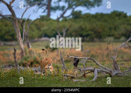 Fauna selvatica dello Zambia. Giovane leone maschio, widlife. Grande gatto in Africa. Leone africano nell'erba. In viaggio in africa. Criniera di leone corta. Foto Stock