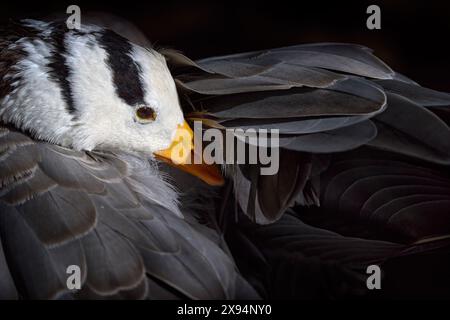 Oca con testa da bar, Anser indicus, uccello nero bianco grigio nell'habitat naturale. Dettaglio ritratto ravvicinato dell'anatra selvatica, India. Fauna selvatica asiatica. Testa da bar Foto Stock
