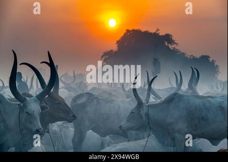 Foto retroilluminata di un campo di bestiame Mundari, tribù Mundari, Sud Sudan, Africa Foto Stock