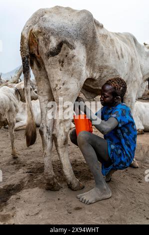 Ragazzo della tribù Mundari che munge una mucca, Sud Sudan, Africa Foto Stock