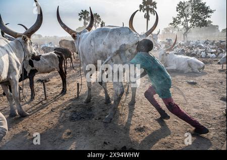 Ragazzo che fa saltare in aria il fondo di una mucca per aumentare la produzione di latte, tribù Mundari, Sud Sudan, Africa Foto Stock