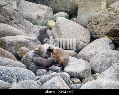 Un cucciolo di foca che allatta e una mamma addormentata, parte della colonia di foche a Tauranga Bay, al largo di Cape Foulwind, West Coast, South Island, nuova Zelanda, Pacifico Foto Stock