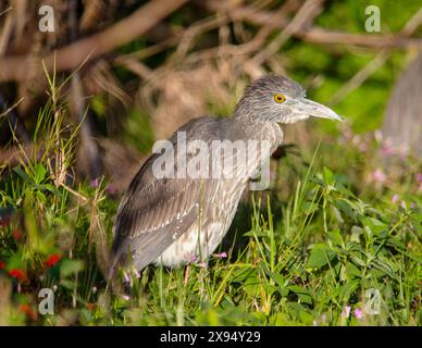 Giovane Heron notturno coronato giallo (Nyctanassa violacea), Bermuda, Nord Atlantico, Nord America Foto Stock