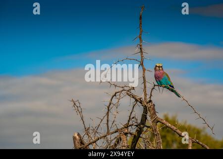 Vista di un rullo petto di lilla in un albero durante il safari nel parco nazionale di Kruger, Sudafrica, Africa Foto Stock