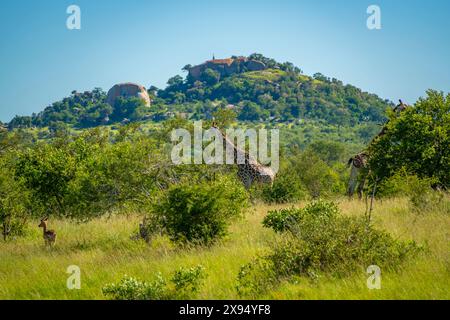 Vista della giraffa meridionale (Giraffa camelopardalis giraffa) durante il safari nel parco nazionale di Kruger, Sudafrica, Africa Foto Stock