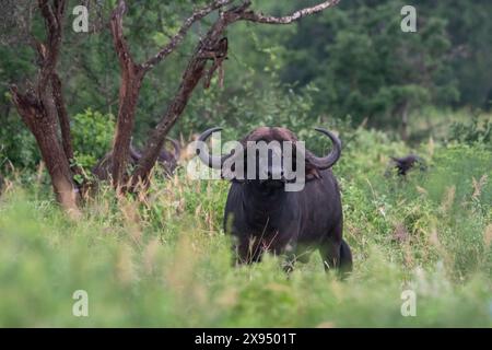 Capo bufalo (Syncerus caffer), Tsavo, Kenya. Foto Stock