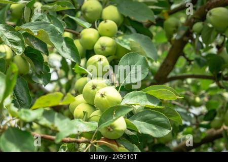 Mele verdi sull'albero, giorno di luglio Foto Stock