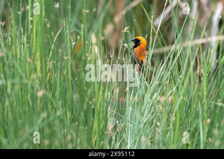 Vescovo rosso con alata nera immatura (Euplectes hordeaceus), Tsavo, Kenya. Foto Stock