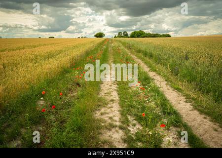 Strada sterrata attraverso campi di grano e cielo nuvoloso, giorno di luglio Foto Stock