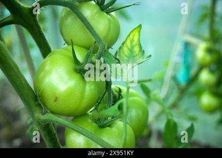 Un mucchio di pomodori verdi non maturi, un giorno di luglio Foto Stock