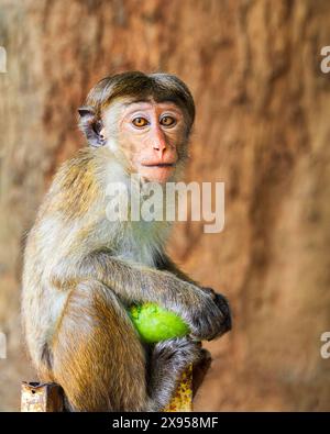 Toque Macaque Monkey, Sri Lanka. Foto Stock