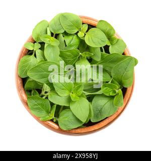 Ramoscelli di origano freschi in una ciotola di legno. Origanum vulgare, talvolta marjoram selvatico, un'erba culinaria e l'erba di base della cucina italiana. Foto Stock