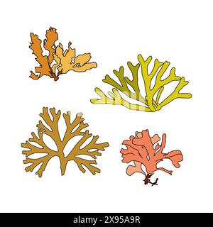 Set di illustrazioni grafiche vettoriali di alghe colorate disegnate a mano. Raccolta di diverse piante acquatiche isolate su fondo bianco. Disegno naturale Illustrazione Vettoriale