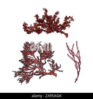 Set di illustrazioni grafiche vettoriali di alghe colorate disegnate a mano. Raccolta di diverse piante acquatiche isolate su fondo bianco. Disegno naturale Illustrazione Vettoriale