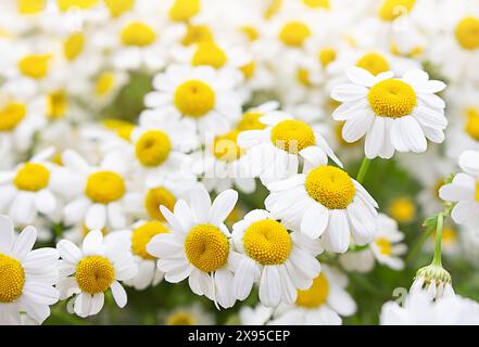 Sfondo camomilla bianco-giallo primavera estate. Prato o armato di margherite nelle giornate di sole. Fiori a base di erbe utili per la salute Foto Stock