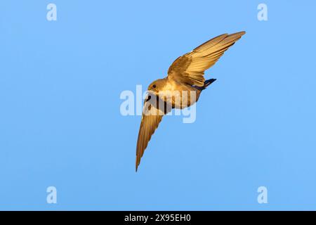 Felsenschwalbe, Crag Martin, Crag Martin eurasiatico, Crag-Martin eurasiatico, (Ptyonoprogne rupestris), Hirundo rupestris, Hirondelle de rochers, AviÛn Roq Foto Stock