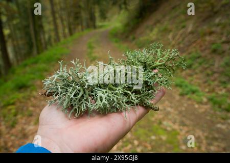 Baumflechte, Wald am Berg Blauen, Badenweiler, Schwarzwald, Baden-Württemberg, Deutschland Foto Stock