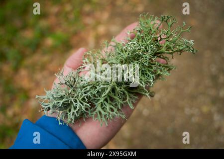 Baumflechte, Wald am Berg Blauen, Badenweiler, Schwarzwald, Baden-Württemberg, Deutschland Foto Stock