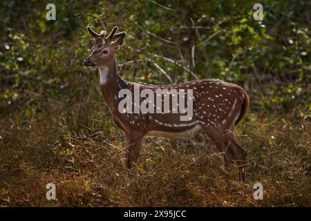 Cervi macchiati sull'asse nella foresta. Cervi nell'habitat naturale, Kabini Nagarhole NP in India. Branco di animali vicino allo stagno. Natura selvaggia. Foto Stock