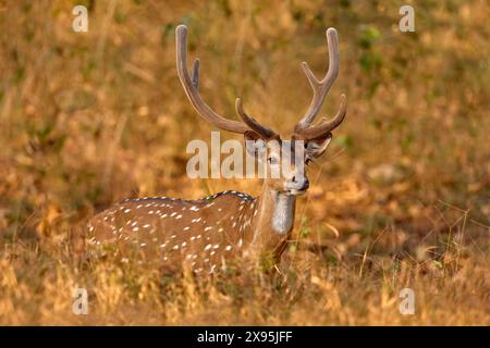 Cervi macchiati sull'asse nella foresta. Cervi nell'habitat naturale, Kabini Nagarhole NP in India. Branco di animali vicino allo stagno. Natura selvaggia. Foto Stock