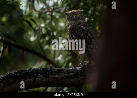 Owl - fauna selvatica dell'India. Gufo di pesce bruno, Ketupa zeylonensis, raro uccello dall'Asia. Bel gufo indiano nell'habitat naturale della foresta. Uccello di Ranthambore, io Foto Stock