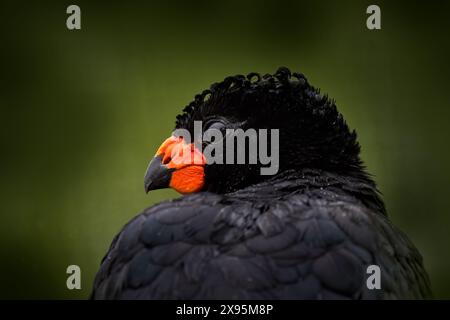 Curassow a becco rosso, Crax blumenbachii, specie di crepe in via di estinzione, endemica della foresta atlantica di pianura in Brasile. Corteccia rossa, primo piano Foto Stock