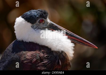 Primo piano, ritratto di uccello dettagliato. Cicogna asiatica dal collo lanoso o scollo di lana asiatico, ciconia episcopus in natura, Nagarhole in India. Foto Stock