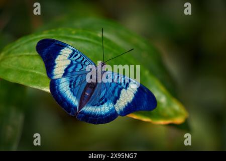 Procilla Beauty, panacea procilla, farfalla da Panama alla Colombia. Bell'insetto blu nell'habitat naturale, bellezza sul verde della foresta. Foto Stock