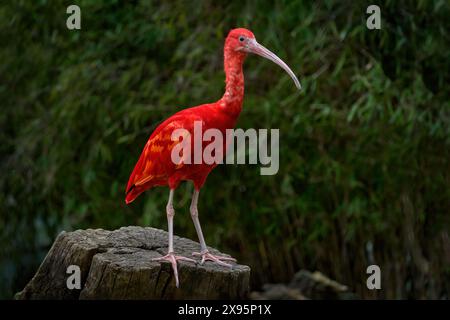 Ibis nell'habitat. Scarlet Ibis, Eudocimus Ruber, uccello esotico nell'habitat naturale della foresta. Uccello rosso seduto sul ramo dell'albero, bella serata Foto Stock