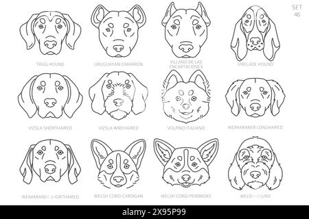 Sagome della testa del cane in ordine alfabetico. Tutte le razze di cani. Semplice design vettoriale di linea. Illustrazione vettoriale Illustrazione Vettoriale