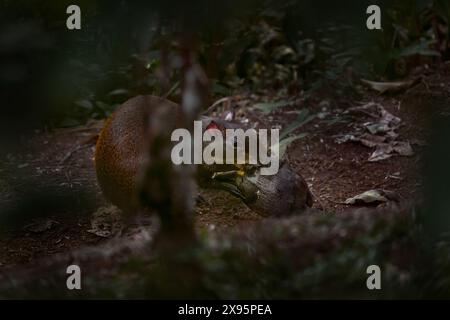 Natura della Costa Rica. Agouti in natura. Dettaglio ritratto della testa di agouti. Agouti neri, Dasyprocta fuliginosa, Sumaco, Ecuador. Un animale carino nella fauna selvatica Foto Stock