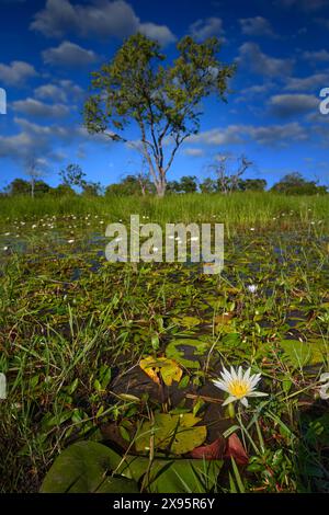 Stagione delle piogge nel delta dell'Okavango. Paesaggio africano nella stagione verde. Fiume Khwai con erba e alberi, Moremi, delta dell'Okanvango, Botswana, Africa. Cielo blu Foto Stock